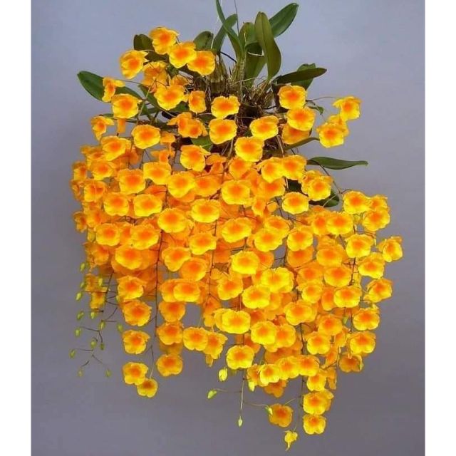 1 khóm hoa vảy rồng
