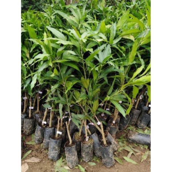 Cây giống xoài tứ quý, ra quả quanh năm, cao 1m