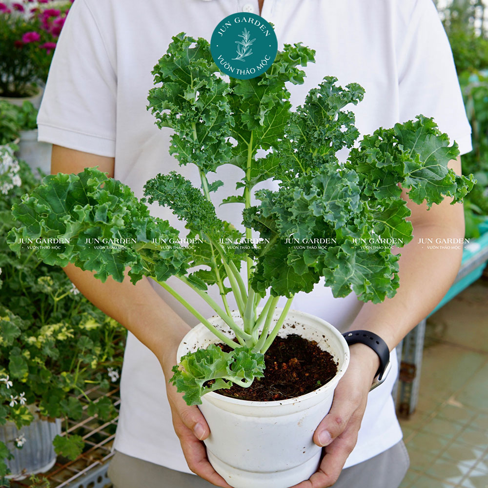Cây cải xoăn kale jun garden dễ trồng và chăm sóc tại sài gòn