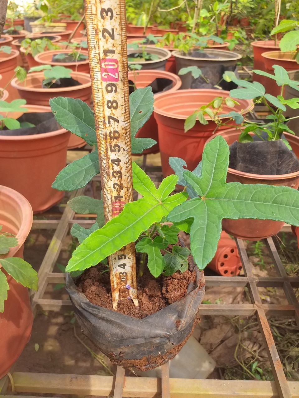 cây giống sâm bố chính