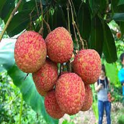 Cây giống vải không hạt úc- cây giống nhập khẩu