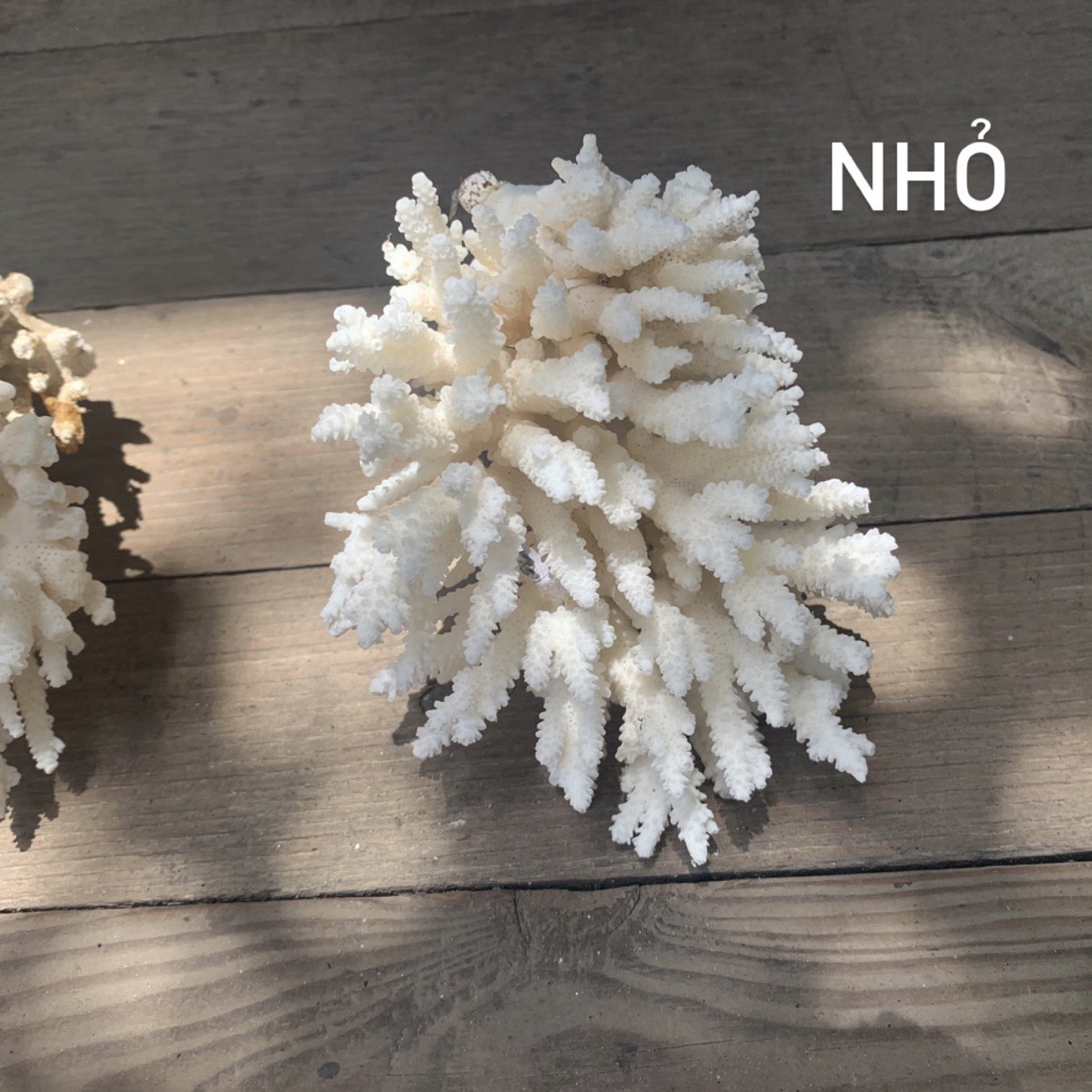 [Chọn size] Bông San Hô Nhỏ Trang Trí Hồ Cá-Bố Trí Chụp Cảnh