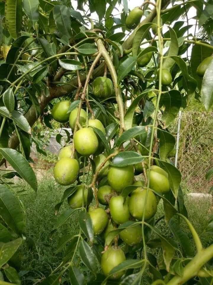 Cây cóc thái siêu lùn siêu trái f1 chuẩn giống chỉ sau 6 tháng đã cho trái