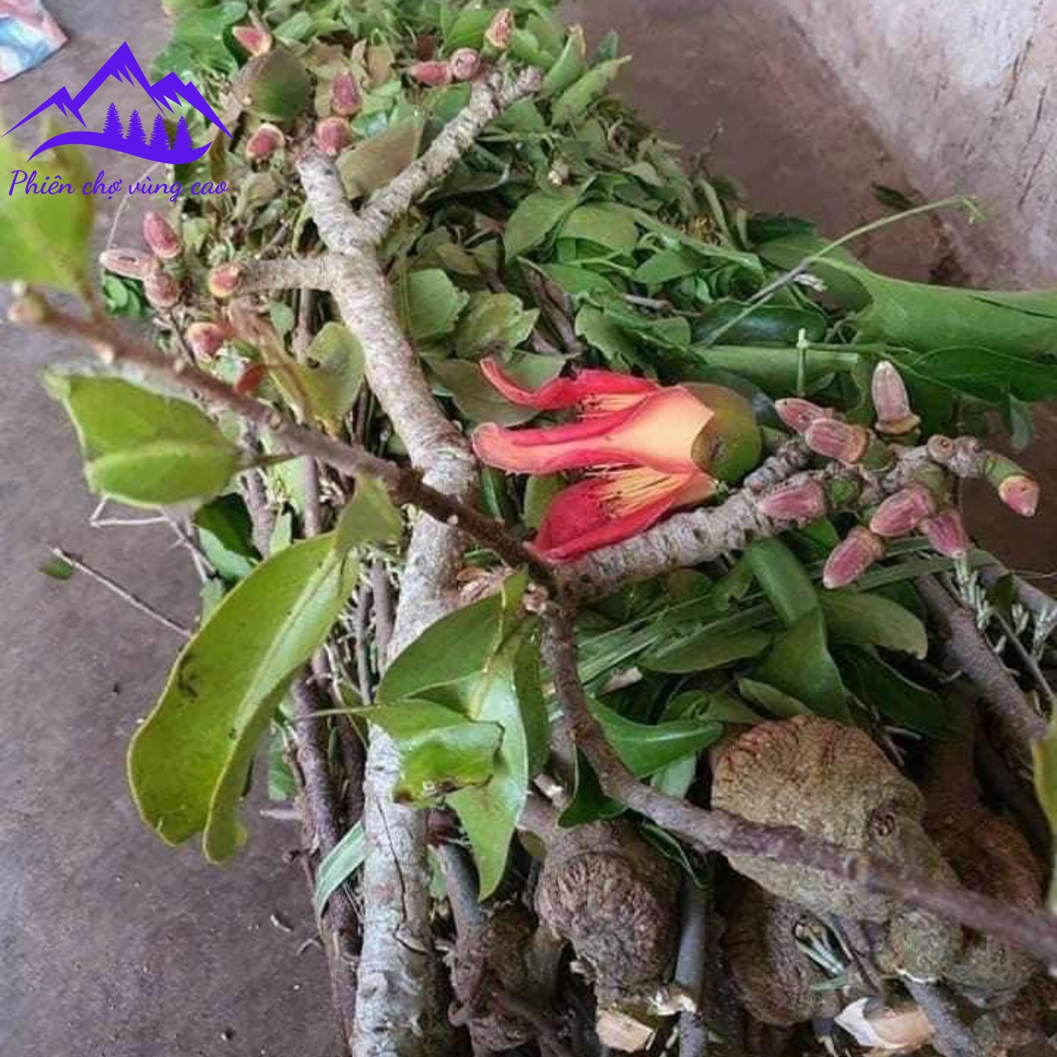 Tầm gửi cây gạo tía khô được lấy trực tiếp từ cây gạo trong rừng Tây Bắc, không qua trung gian