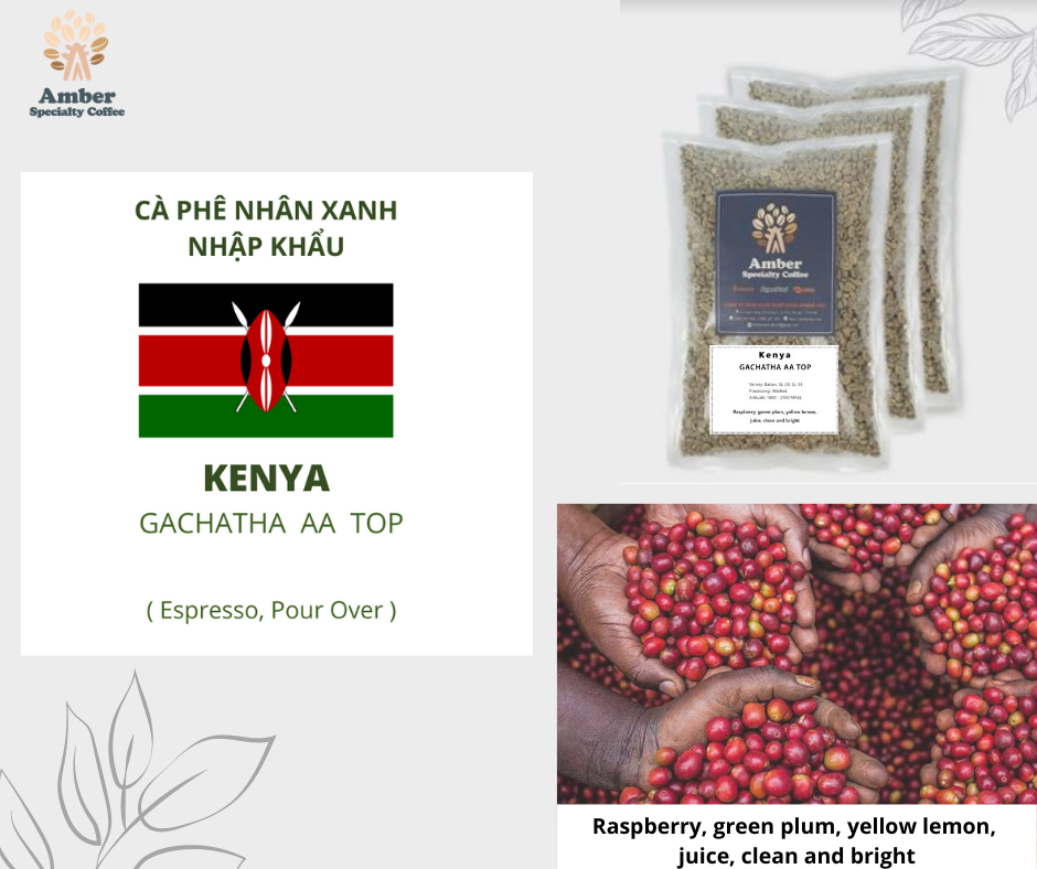 Cà phê nhân xanh kenya gachatha aa top 1kg | amber specialty coffee