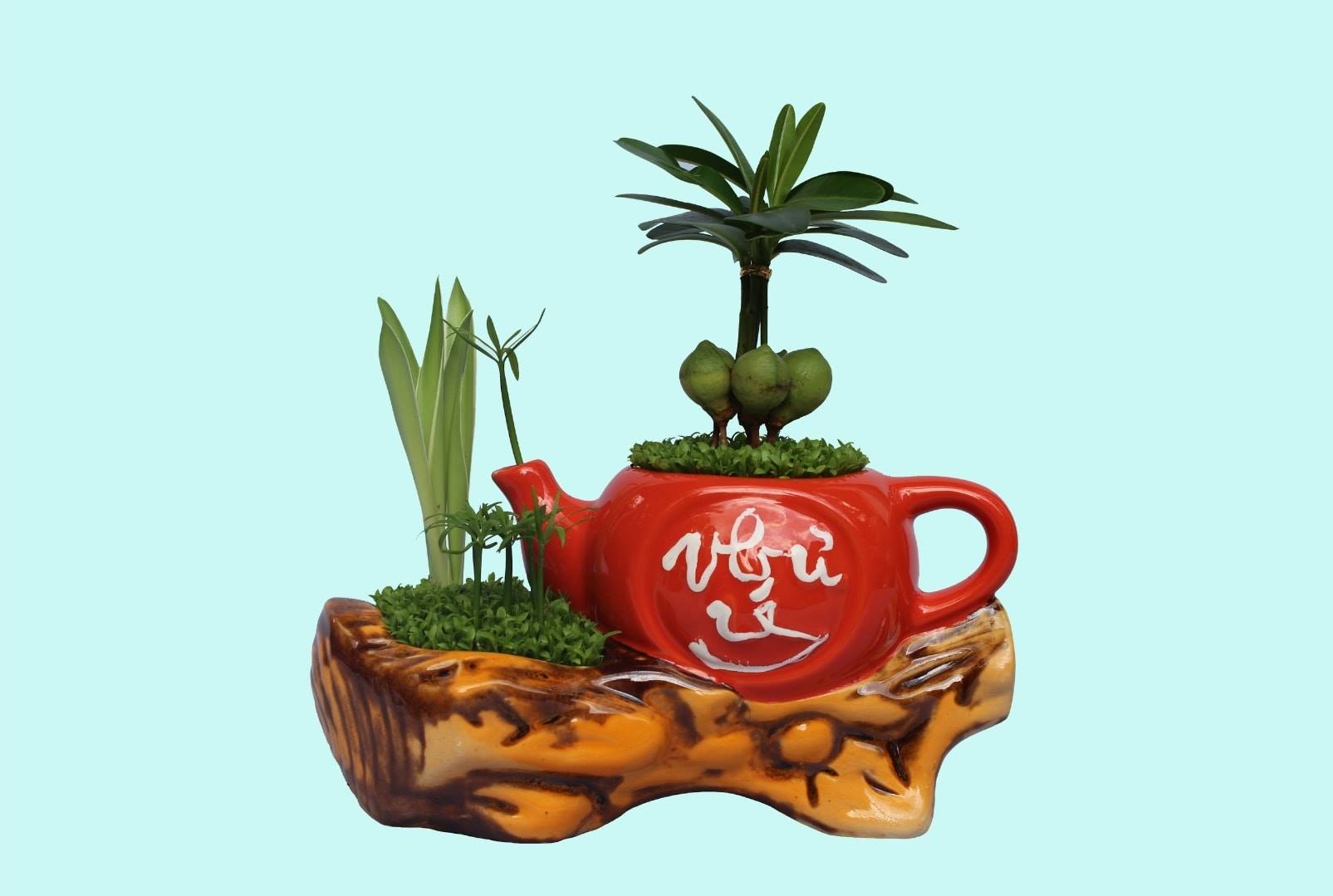 Cây tài lộc bình trà / cây phong thủy để bàn