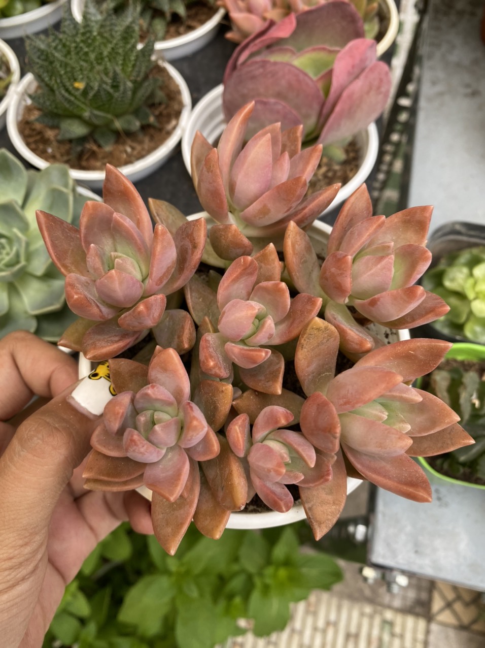 Sen đá đỏ size trung