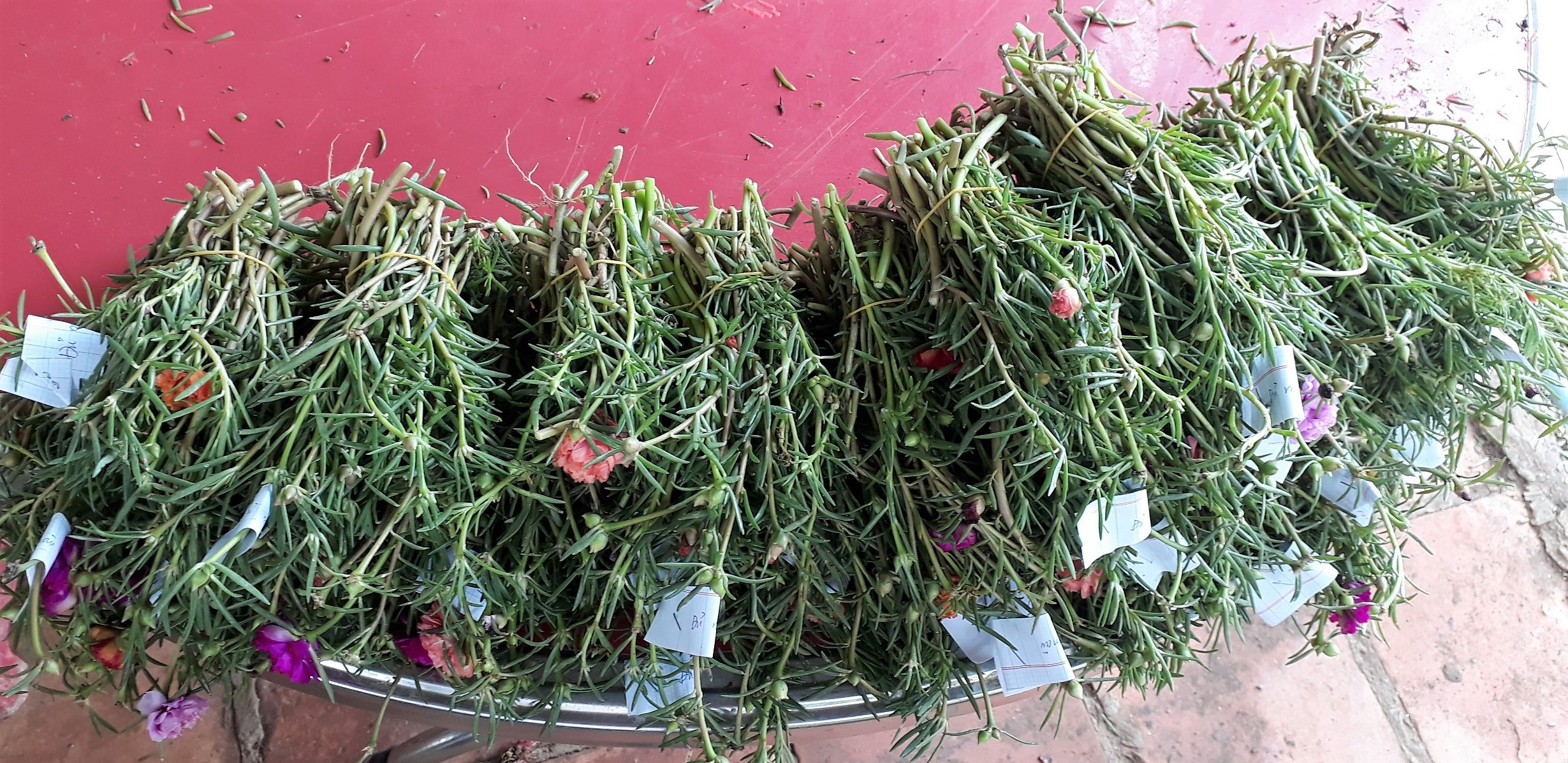 Hoa muoi gio Thai. Giá rẽ chỉ #24.9k, 1 bó 50 cây. Có 15 màu riêng để chọn: 1.Đỏ/2.Vàng/3.Trắng/4.Tím/5.Nghệ/ 6.Hồng/7.Da/8.Cam/9.HồngViền/10.TímViền/ 11.CamĐất/12.TrắngViền(đơn)/13.TímViền(đơn)/14.VàngChanh/15.TrắngViền