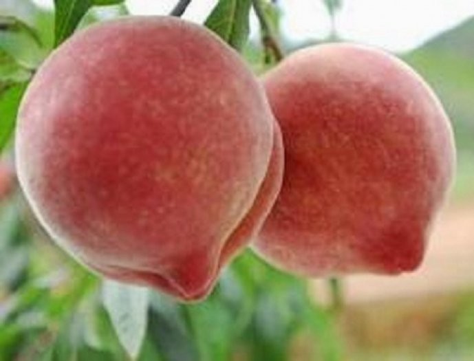 Cây giống đào bát tiên + tặng 2 cây quế giống