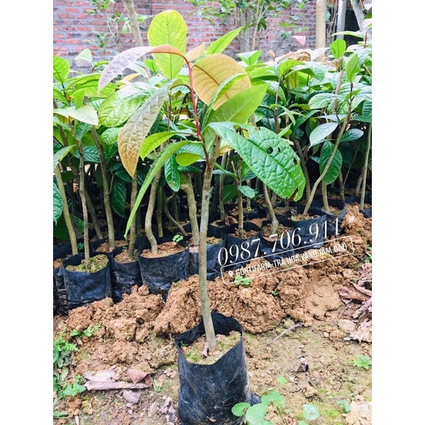 Combo 3 cây giống trà hoa vàng hakoda