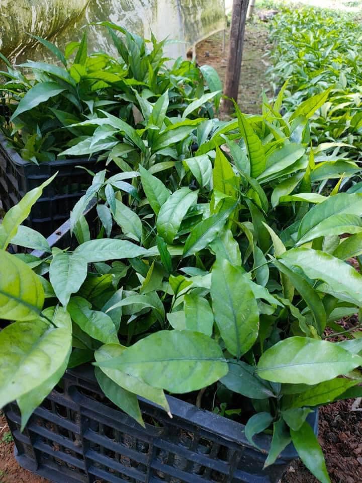 Combo 5 cây rau sắng