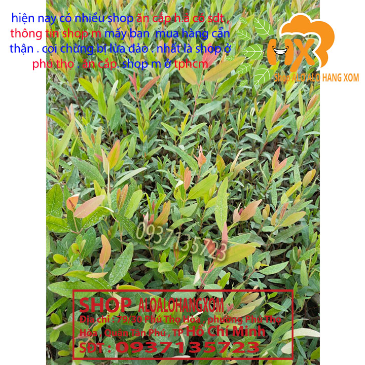 Combo 50 cây bạch đàn cây giống