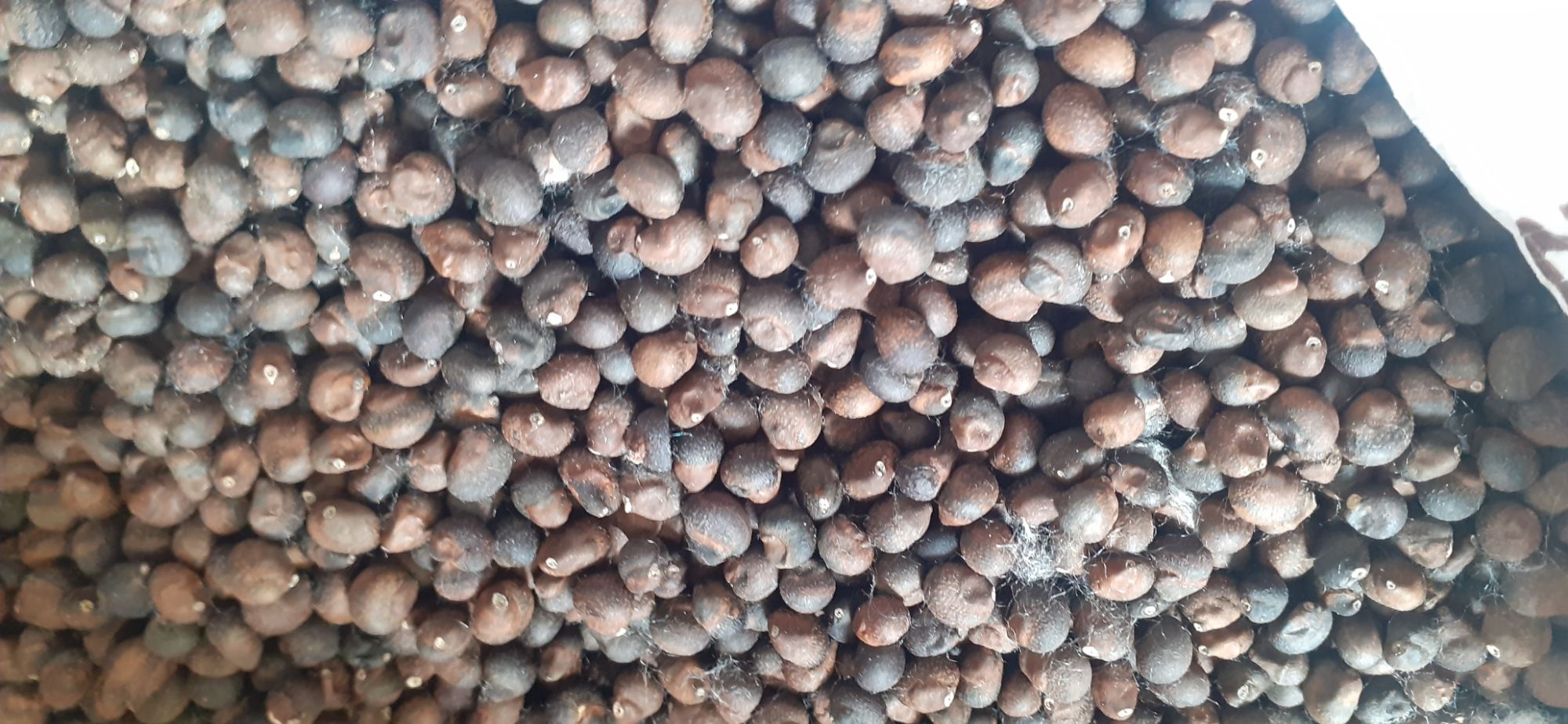 Hạt giống cây bông gòn