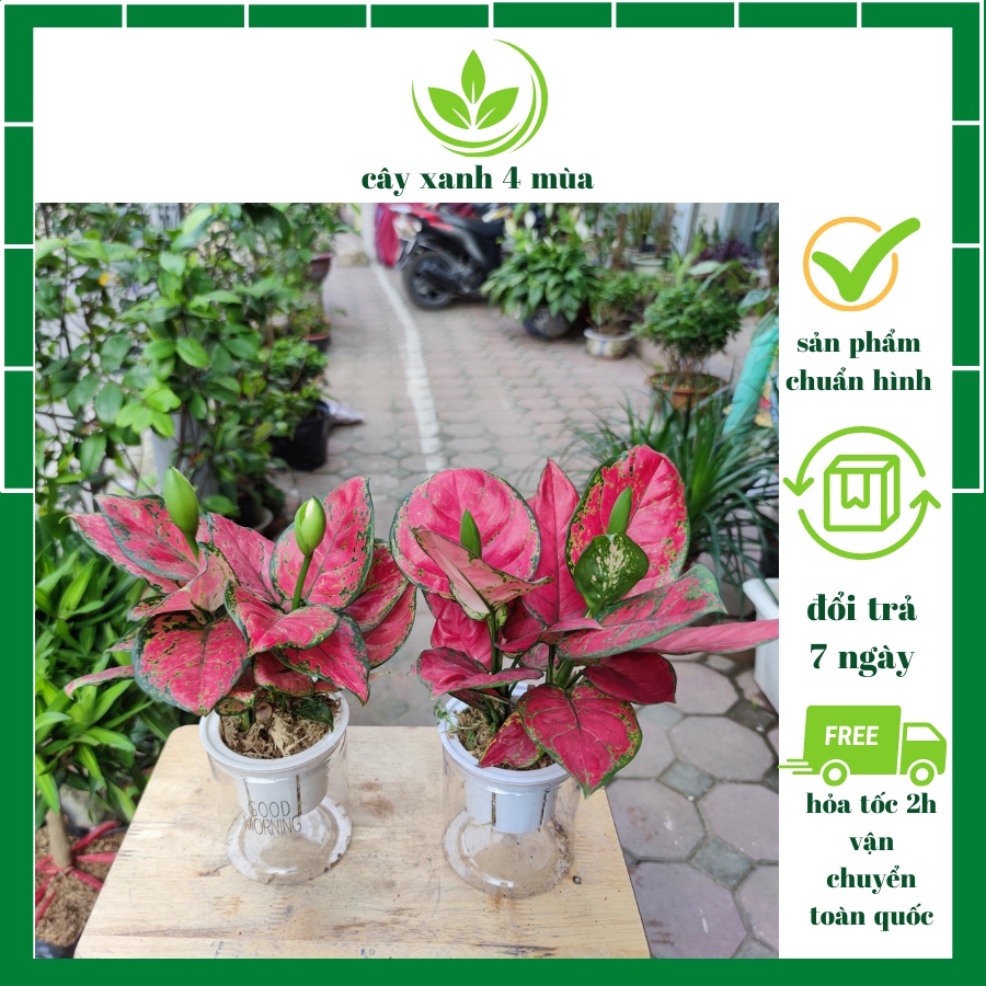 Cây vạn lộc cây hồng lộc đỏ thủy sinh phong thủy để bàn,cây hút tài lộc