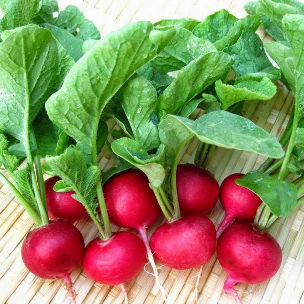 Hạt giống Củ cải đỏ tròn  VTS65 | Vạn Tín Store