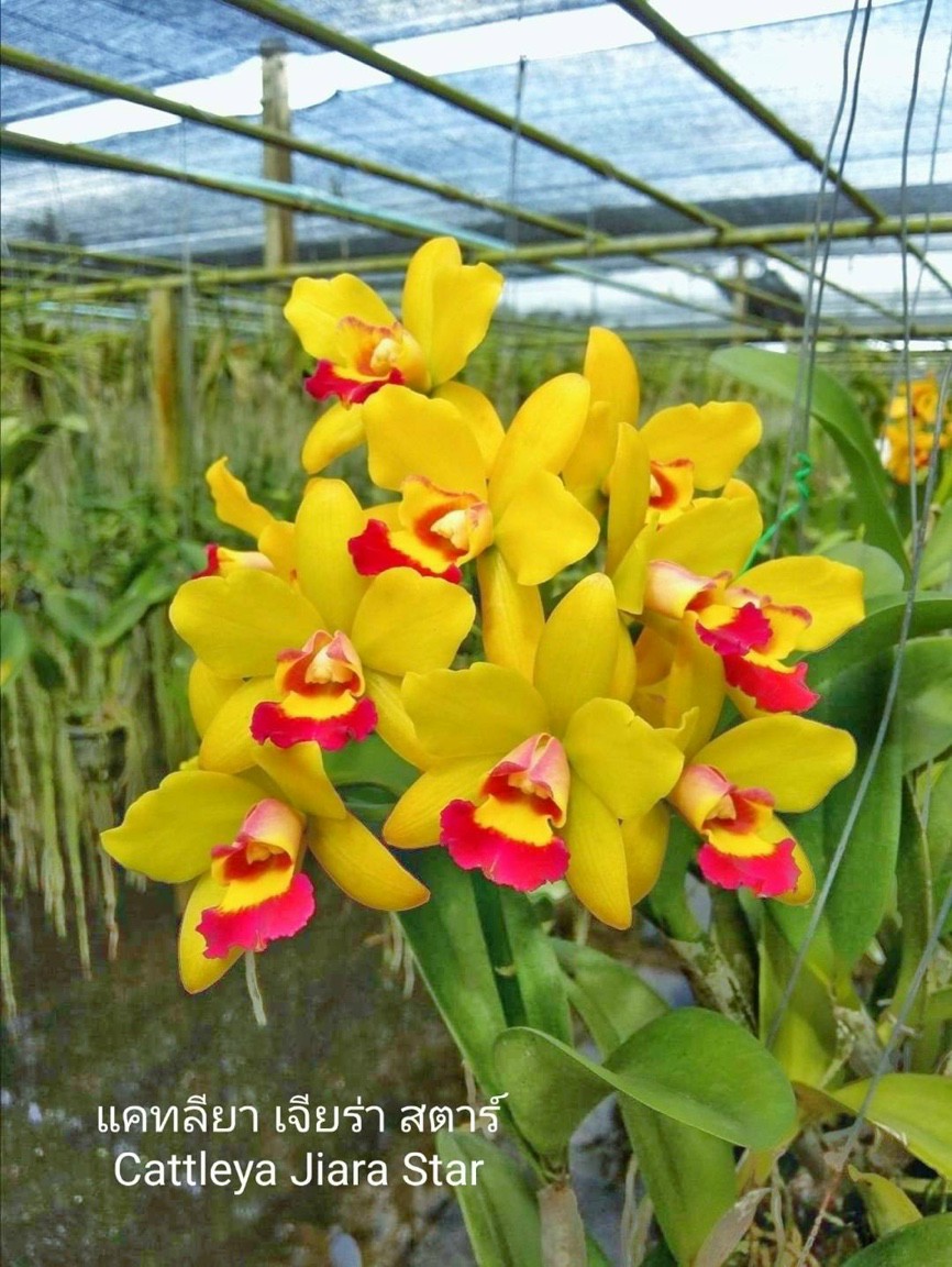 Hoa lan cattleya- jiara star- chậu trưởng thành