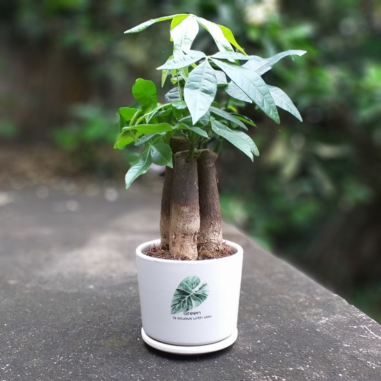 Cây Kim ngân tam lộc 3 thân, cây kim ngân nhất trụ 1 thân mix, cây mini để bàn