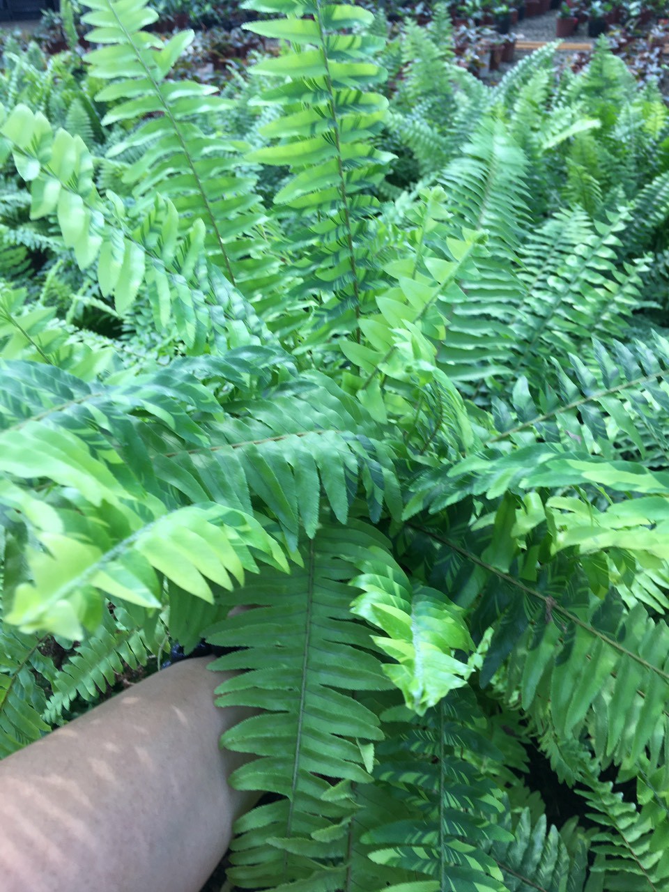 giá gốc - CÂY DƯƠNG XỈ - THE FERN TREE