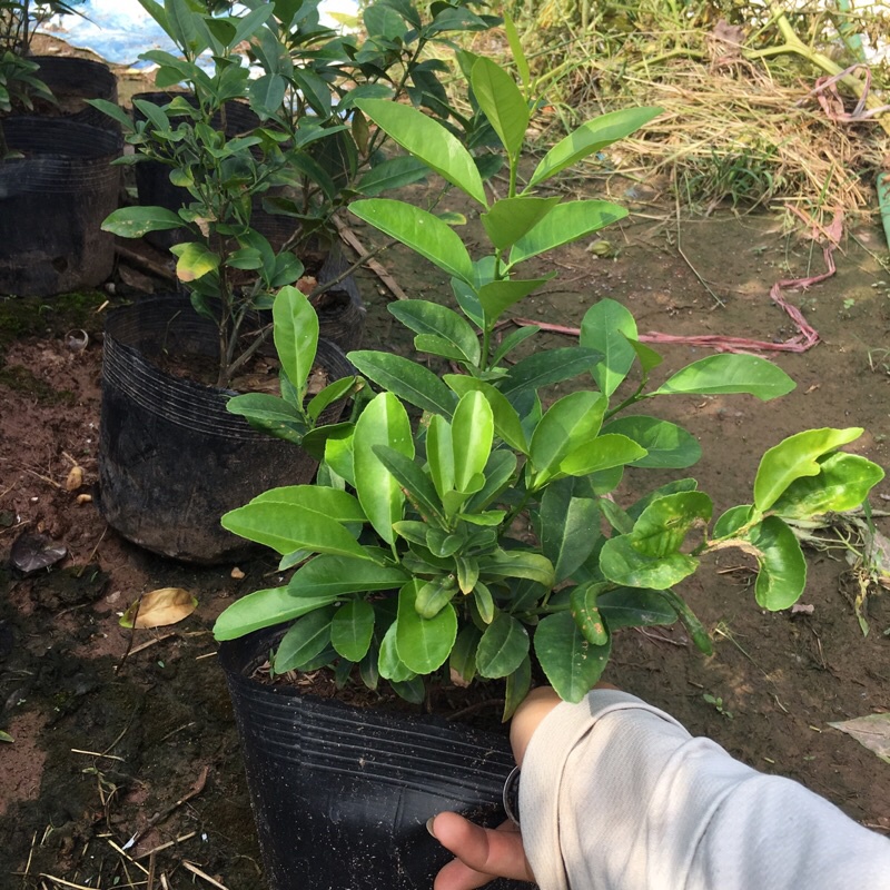 Cây chanh tứ quý tán xum