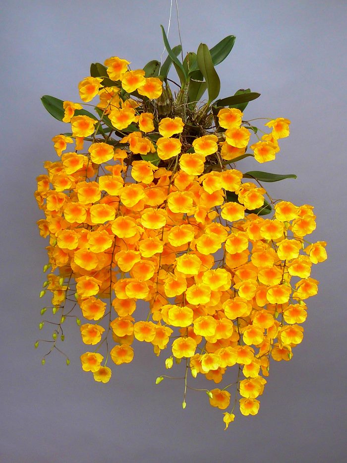 1 Khóm hoa lan vảy rồng đẹp, hàng bóc rừng