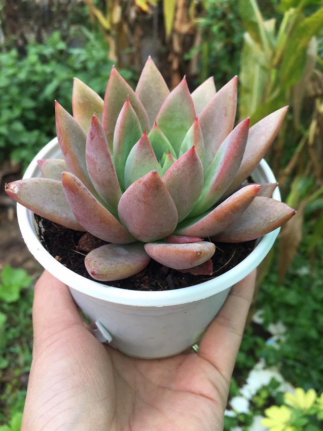 Sen Đá Mận size trung Cây Phòng Thủy – Cây Trang Trí – Cây Để Bàn – Cây Trang Trí Văn Phòng – Cây Trang Trí Sân Vườn –  Cây Lọc Không Khí -  Cây Khỏe Đẹp - Mộc Miên Garden