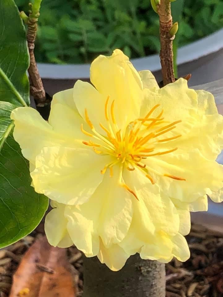 Cây Hoa Mai Kem từ 8-12 cánh_cây ghép