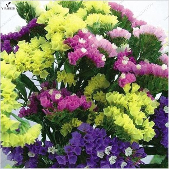 Hạt Giống Hoa Salem Nhiều Màu - salem
