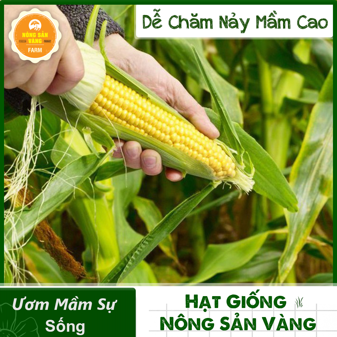 Hạt giống bắp mỹ f1, năng suất cao - nông sản vàng