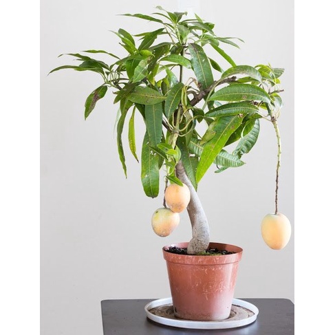 Cây xoài giống trồng chậu siêu sớm