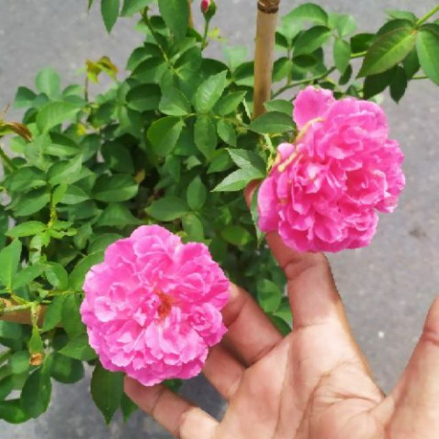 [Cây giống hoa] Hồng leo tường vy size chậu C10 - CayGiongTot