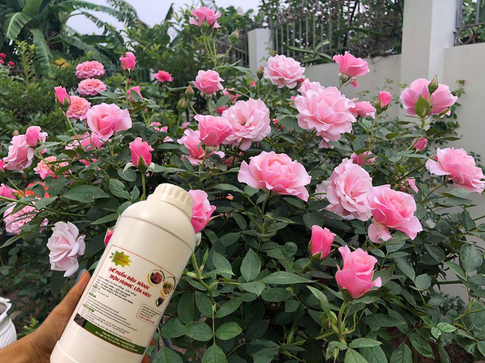 Chế phẩm đậu tương ủ Humic, chuối, trứng lên men (chai 1 lít)