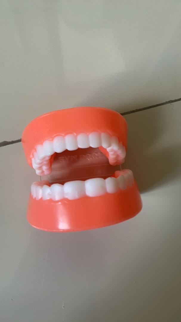 Đồ chơi mô hình hàm răng bằng nhựa an toàn