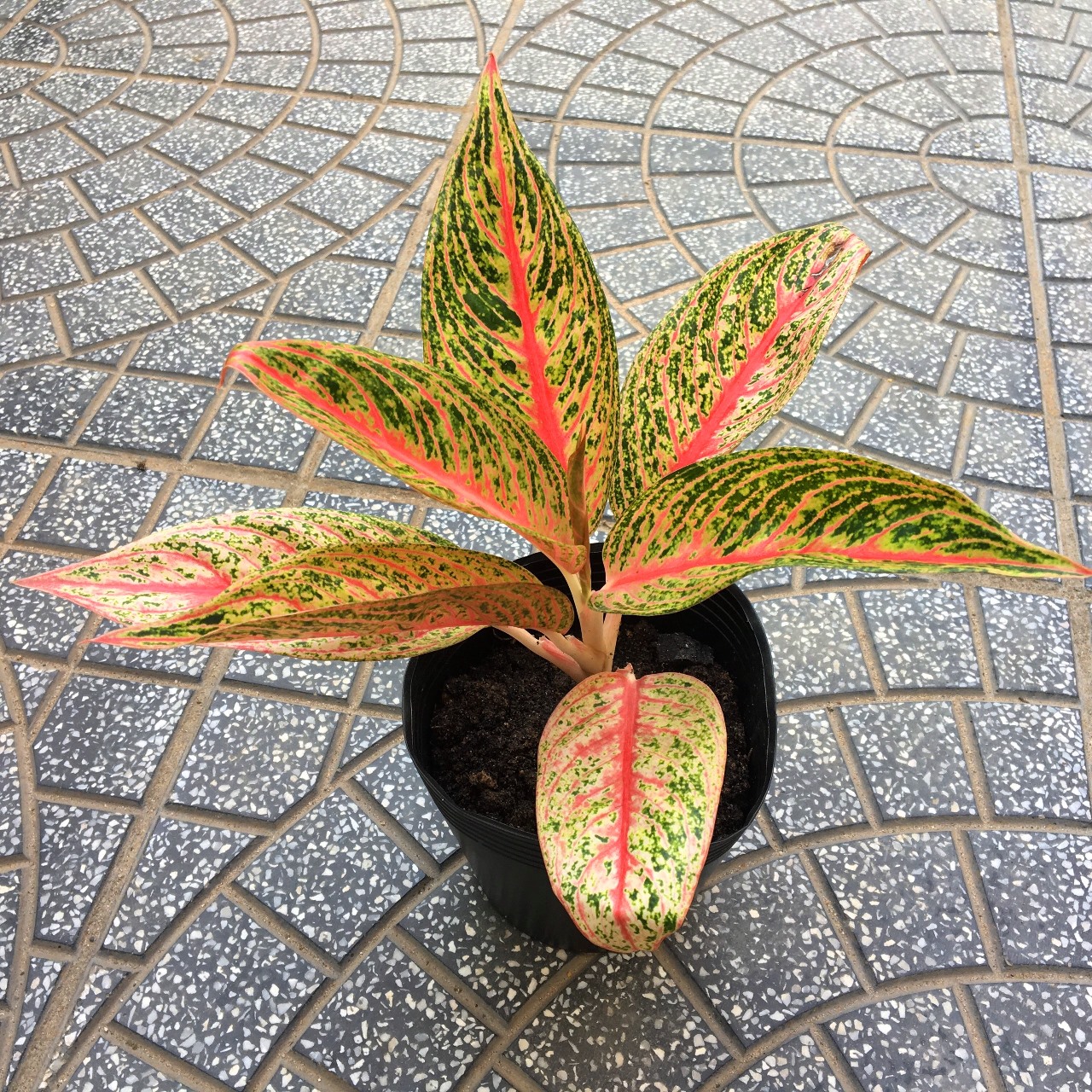 CÂY THINH VƯỢNG ĐỎ HỒNG