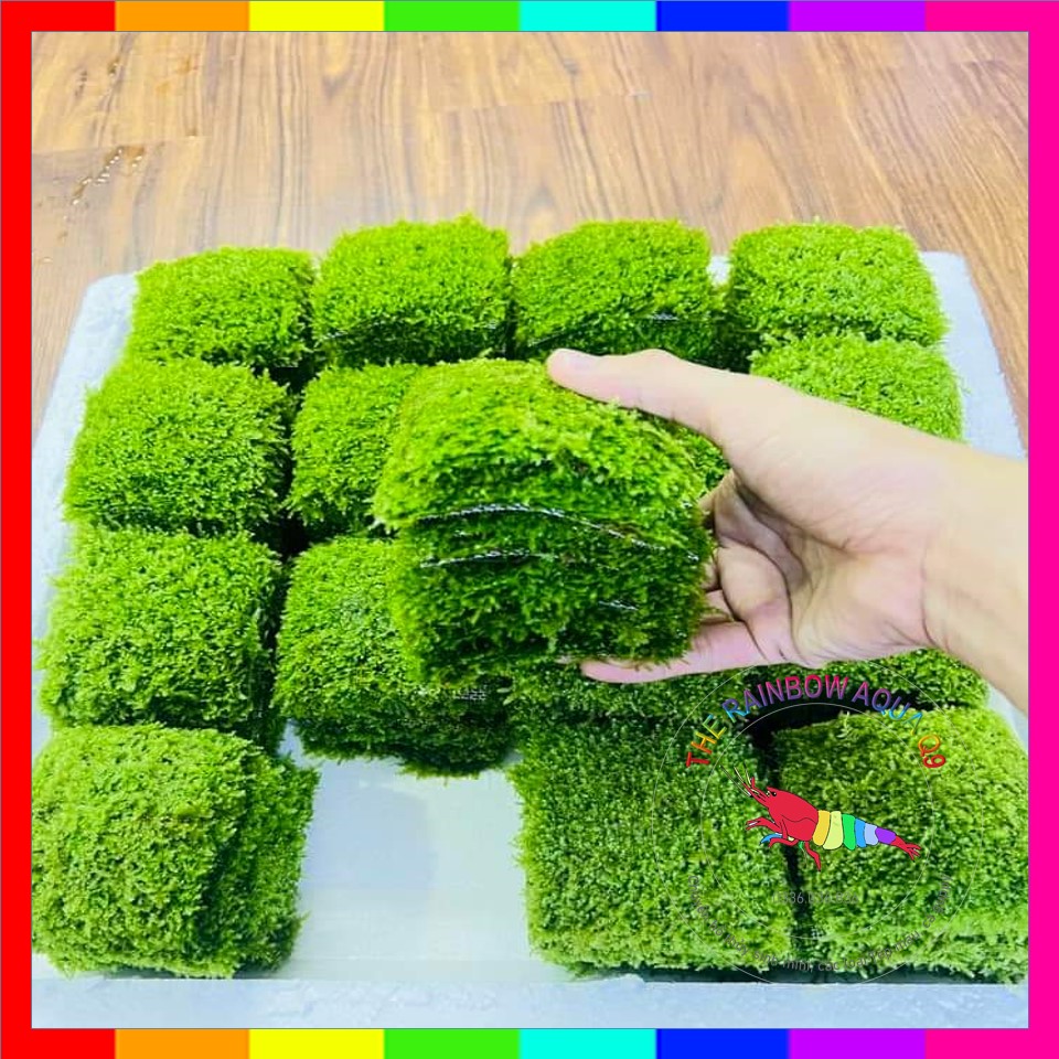 Rêu Mini Taiwan hàng đẹp, rêu xanh, dày | 1 Vỉ