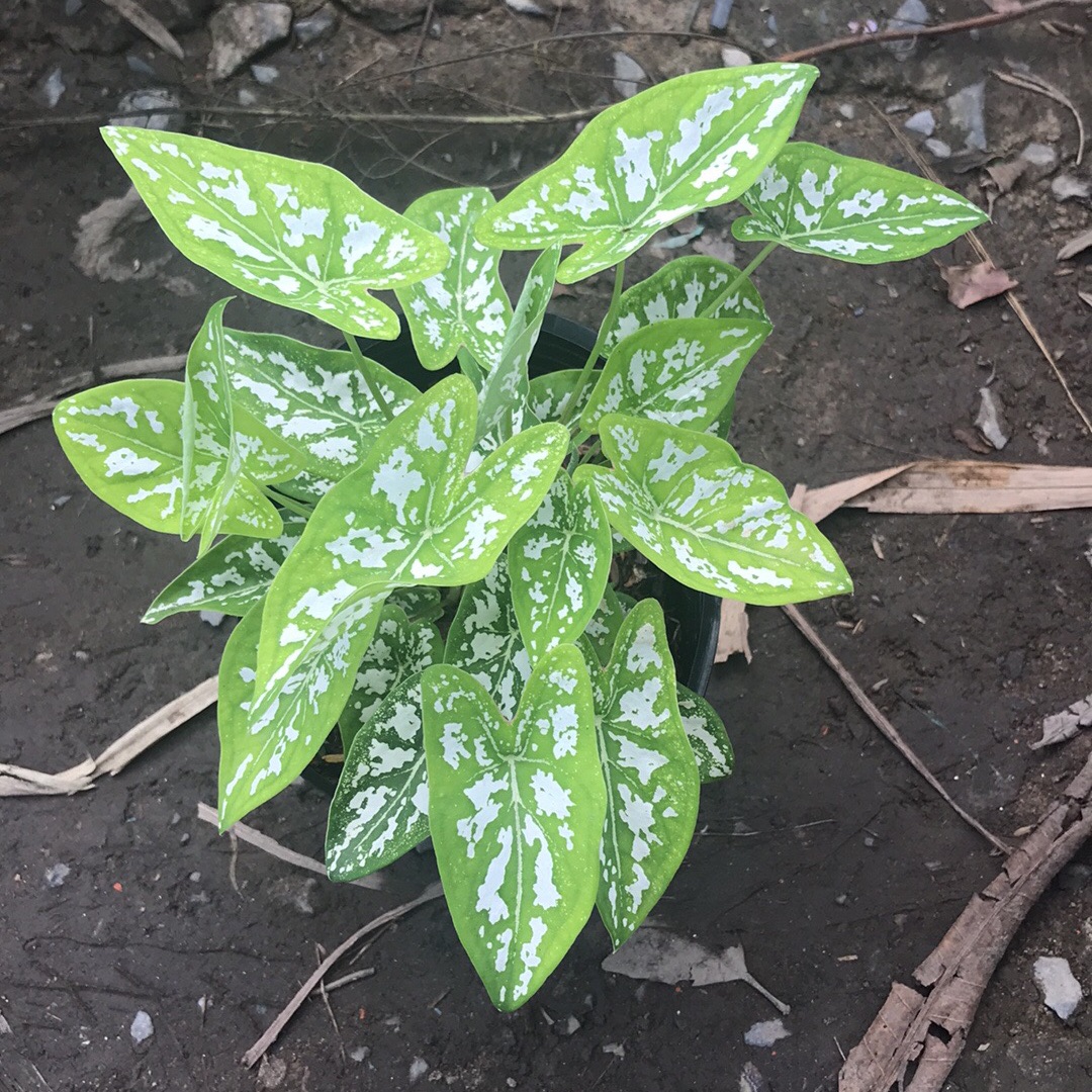 Môn cảnh xanh + tang phan bon