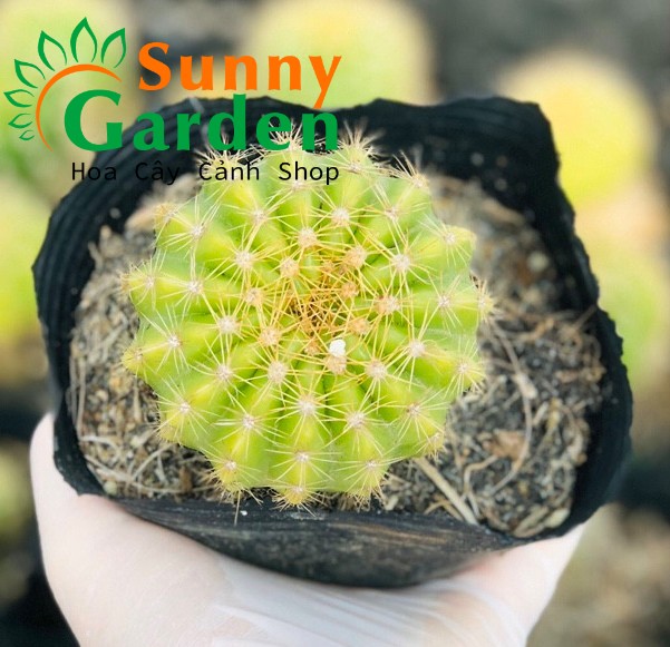 Xương Rồng Bí Xanh