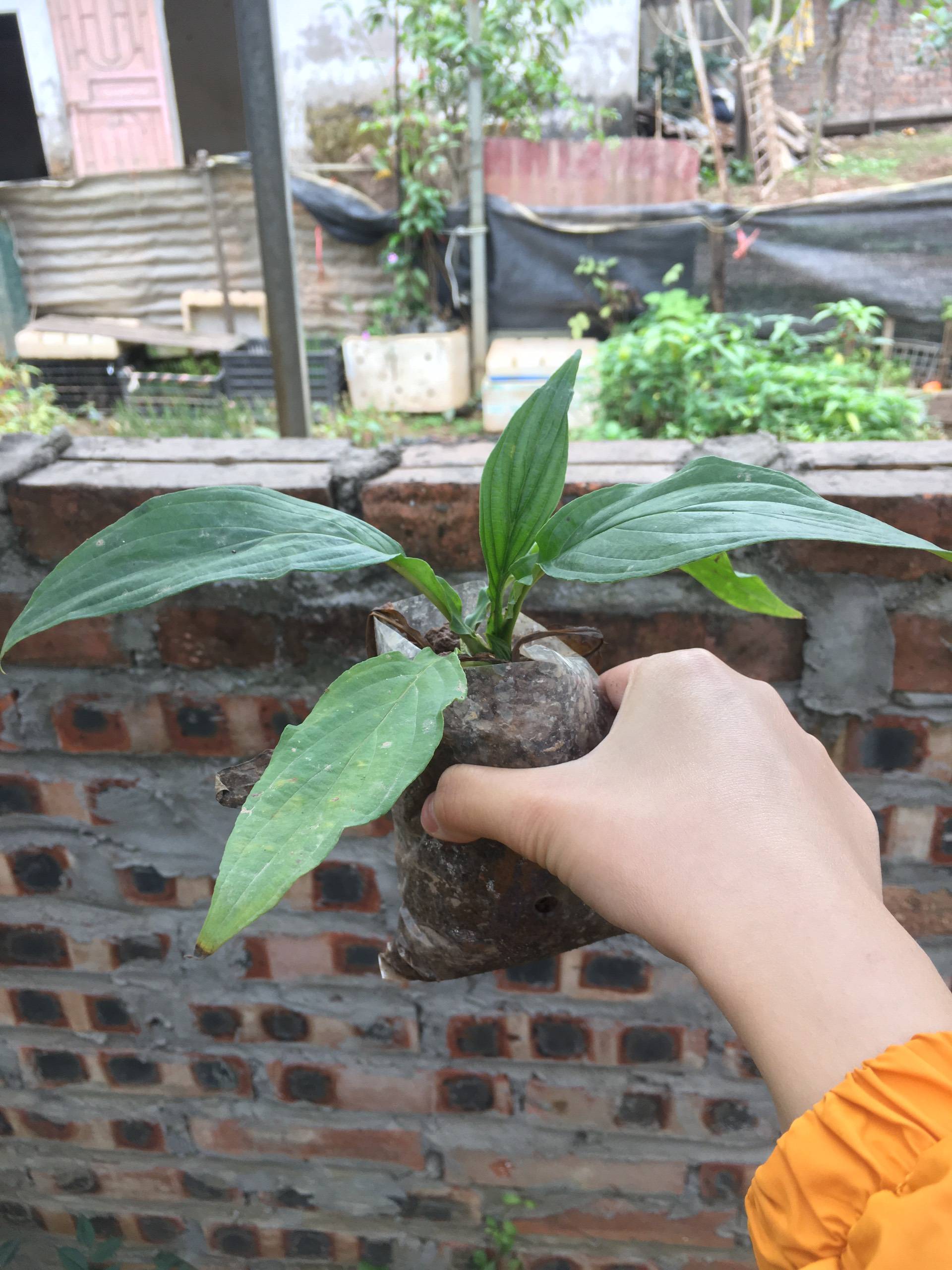 Set 2 cây giống hồi đầu thảo - Cây nguyên bầu