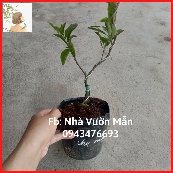 Cây mai cúc thọ hương