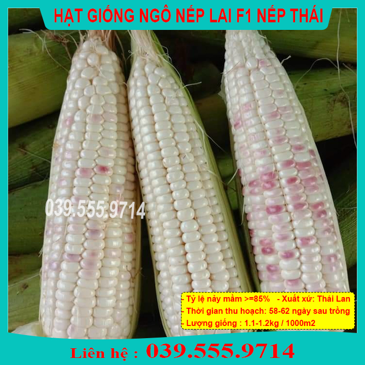 Hạt giống ngô nếp thái nova - ngô thơm dẻo ngon năng suất cao