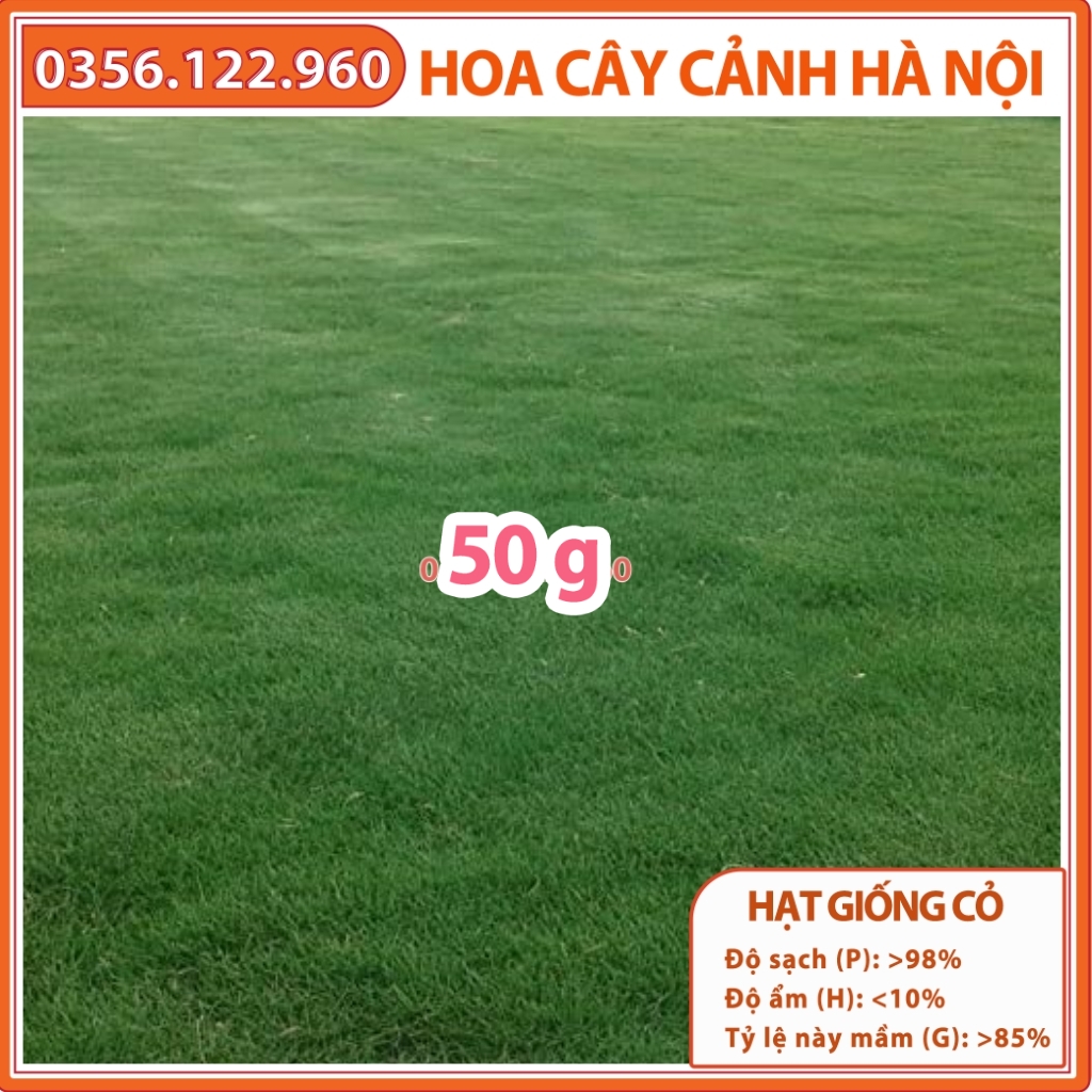 50g Hạt giống cỏ Bermuda - cỏ sân vườn, công trình, chăn nuôi