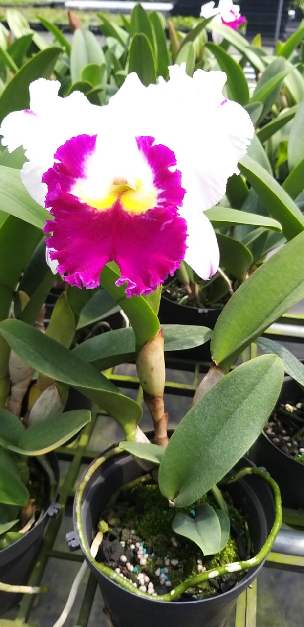 hoa lan cattleya ANNA chậu trưởng thành chưa nụ