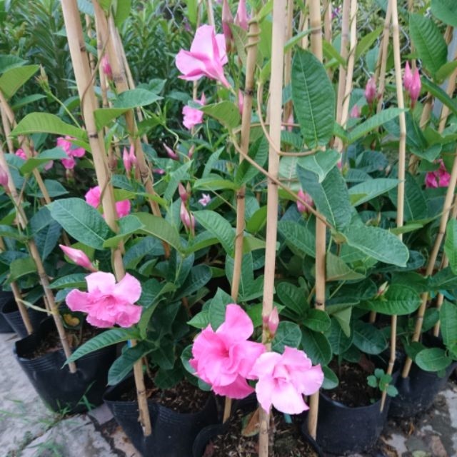 Cây hoa hồng anh leo giàn đang ra hoa - 46569