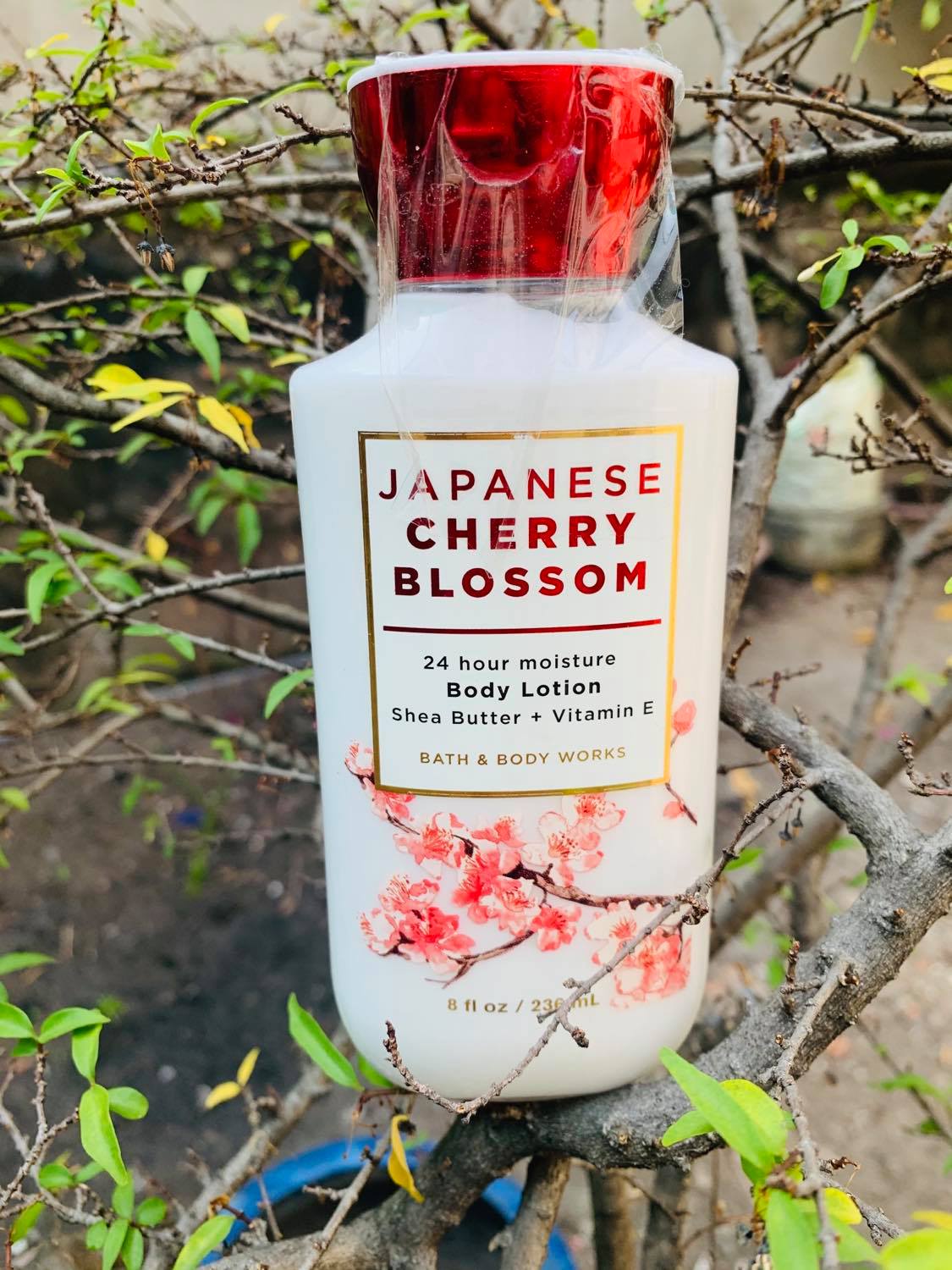 [HCM]Sữa dưỡng thể Bath & Body Works Japanese Cherry Blossom 236ml