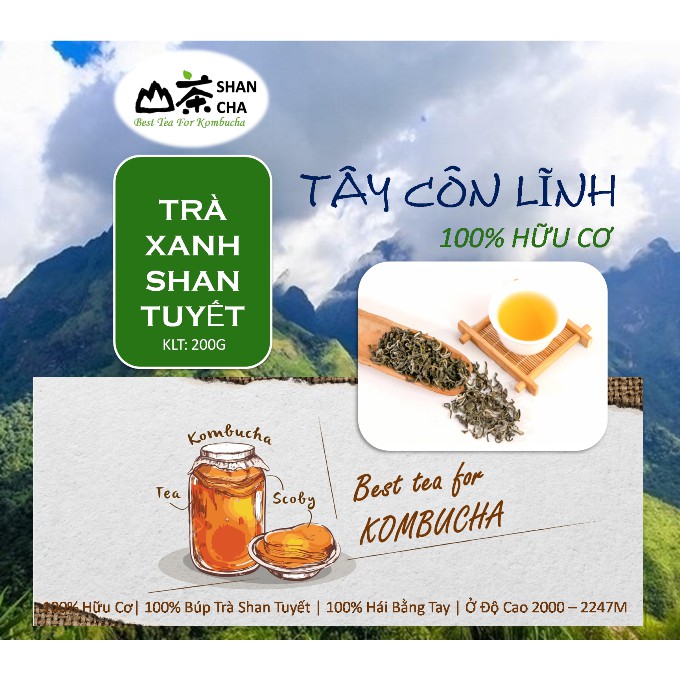 TRÀ XANH SHAN TUYẾT CỔ THỤ TÂY CÔN LĨNH Chuyên dùng nuối SCOBY làm Trà KOMBUCHA Cực Ngon, cực Chuẩn.