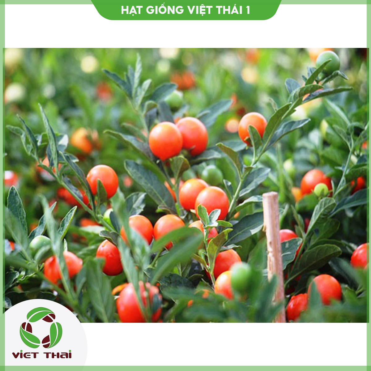 Giống ớt tròn - hgvt1