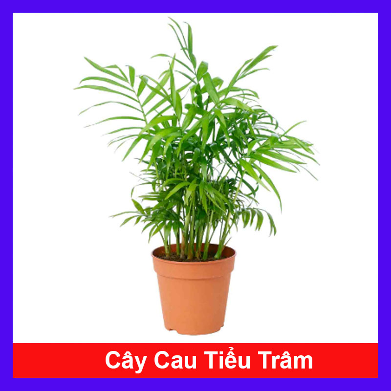 Cây Cau Tiểu Trâm - cây cảnh mini  mau lớn