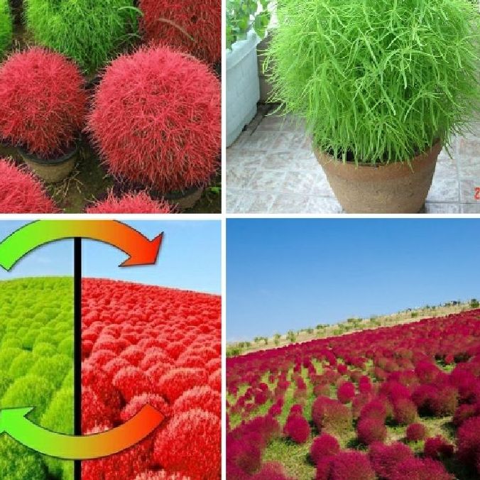 Hạt giống cỏ đổi màu nhật bản kochia/gói 50 hạt