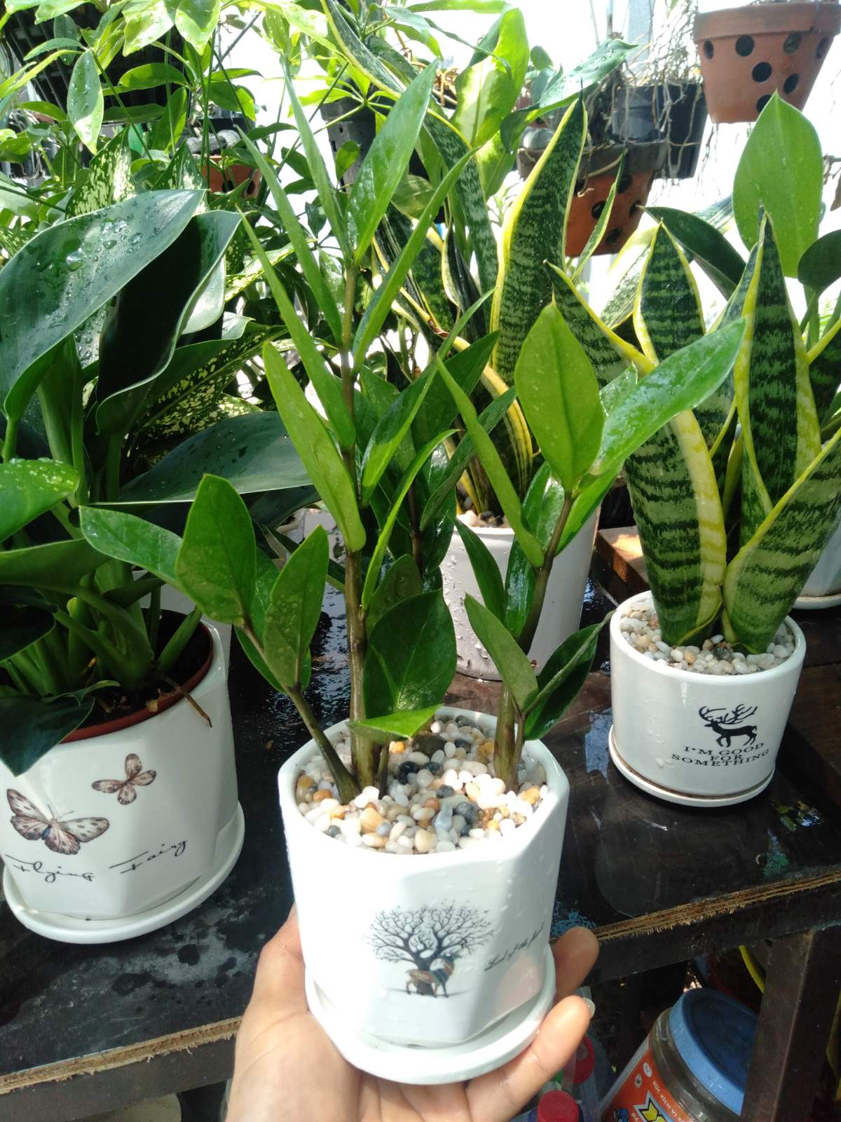 Cây kim tiền mini để bàn chậu sứ (cây kim phát tài)