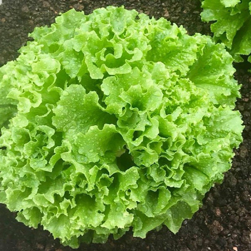 Hạt giống Xà lách xoăn xanh