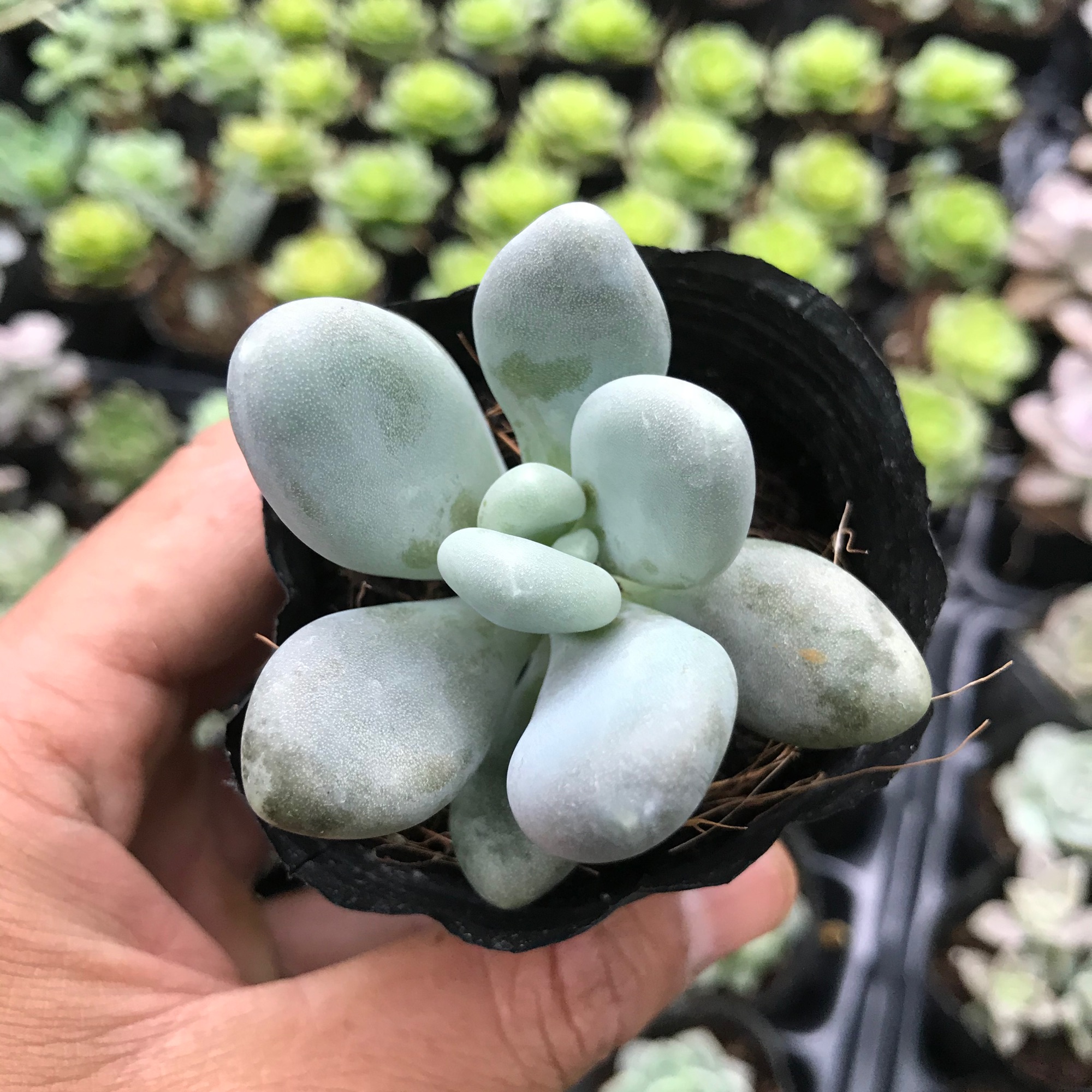 Sen sỏi trắng, sen đá có ý nghĩa cho một tình bạn, tình yêu vĩnh cửu, về phong thủy nó còn mang ý nghĩa sung túc và đầm ấm trong gia đình